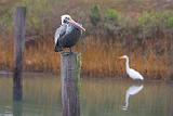 Standing On The Pole_31505